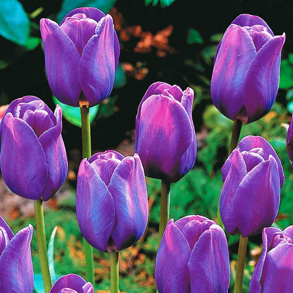 Purple Tulips – Royalty & Elegance