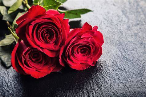 Red Roses – Love & Romance