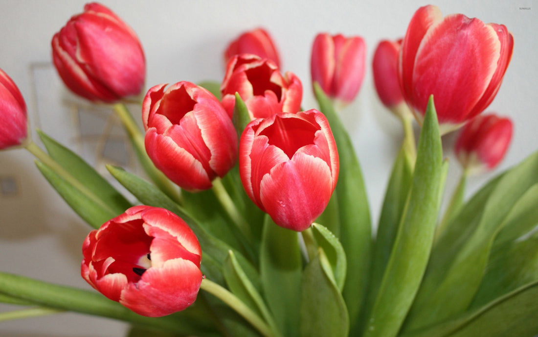 Red Tulips – Deep Love & Passion