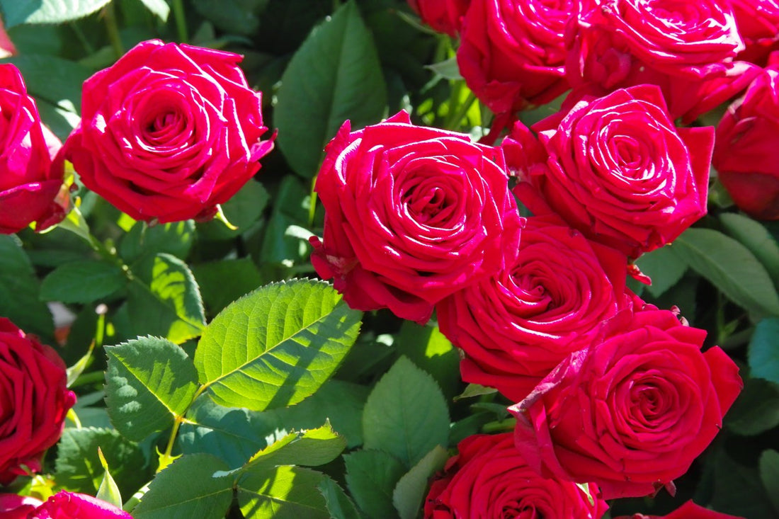 The Meaning Of Rose