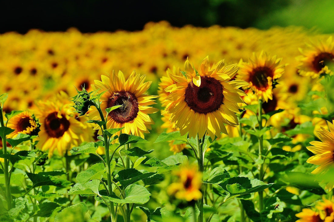 The Meaning Of Sunflower