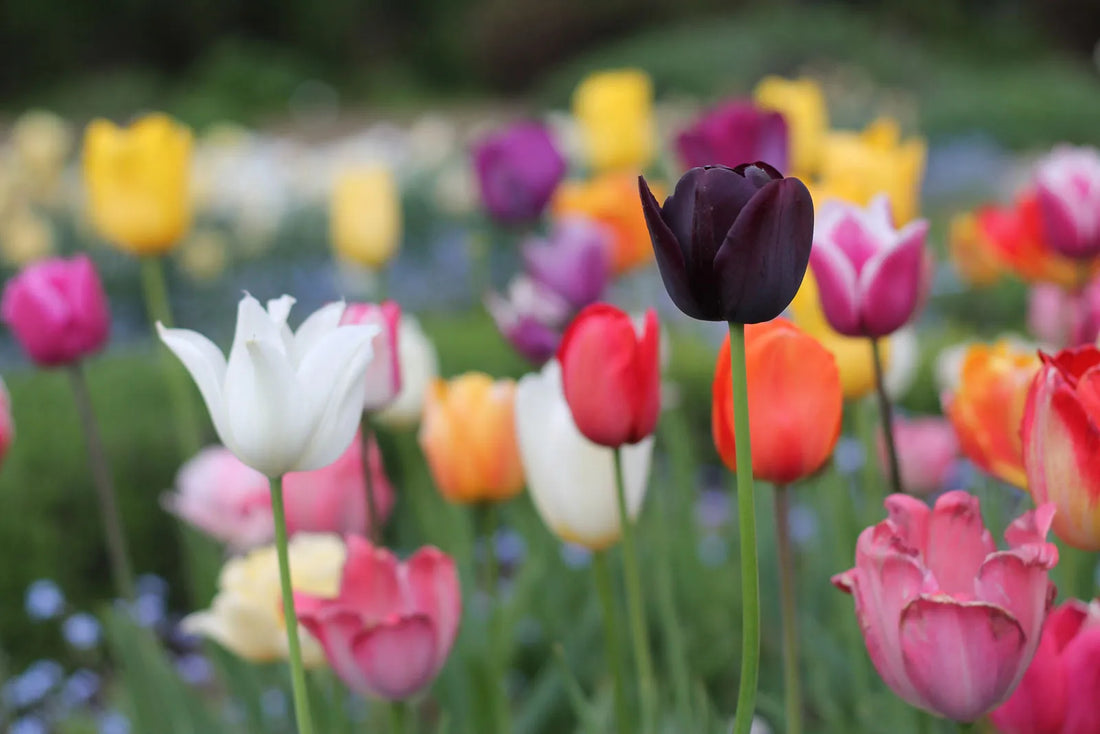 The Meaning Of Tulip