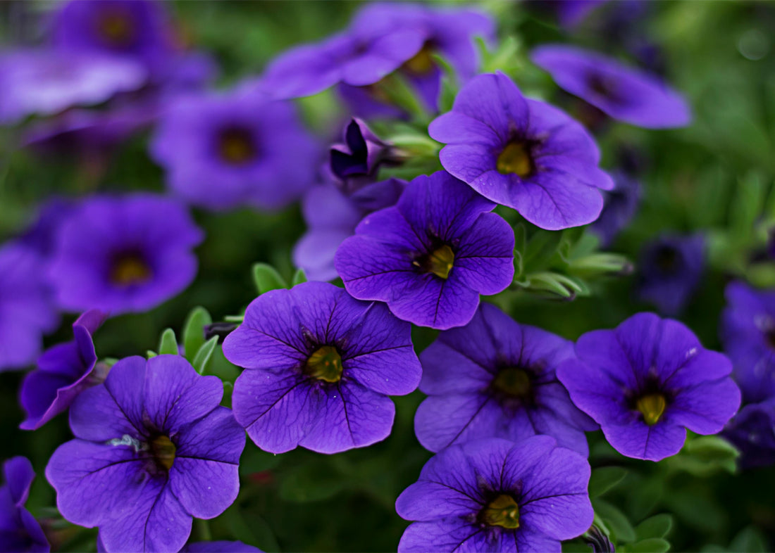 The Meaning Of Violet