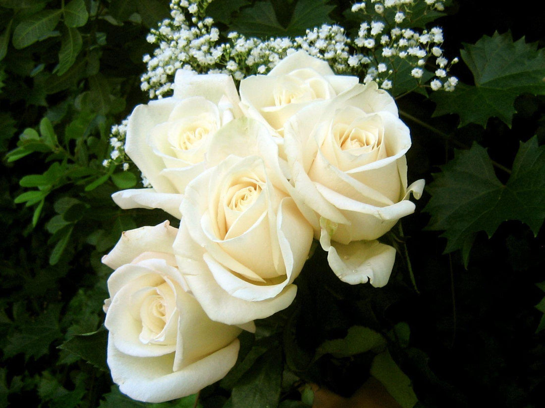White Roses – Purity & New Beginnings