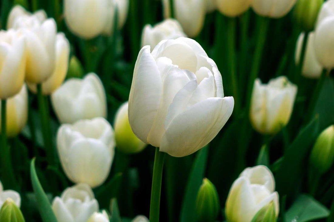 White Tulips – Purity & New Beginnings