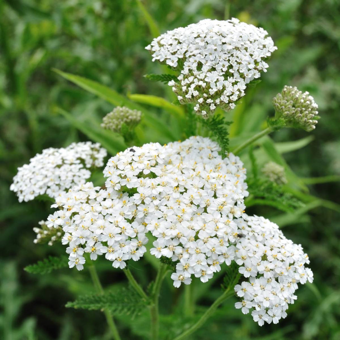 The Meaning Of Yarrow