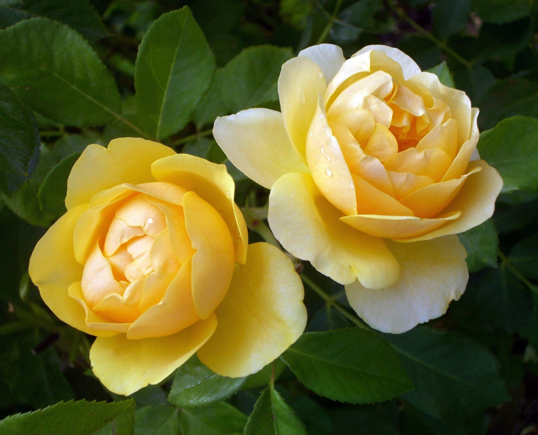 Yellow Roses – Friendship & Joy