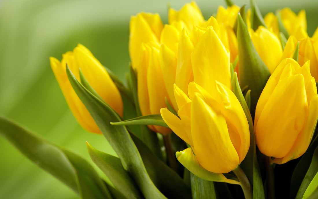 Yellow Tulips – Cheerfulness & Sunshine