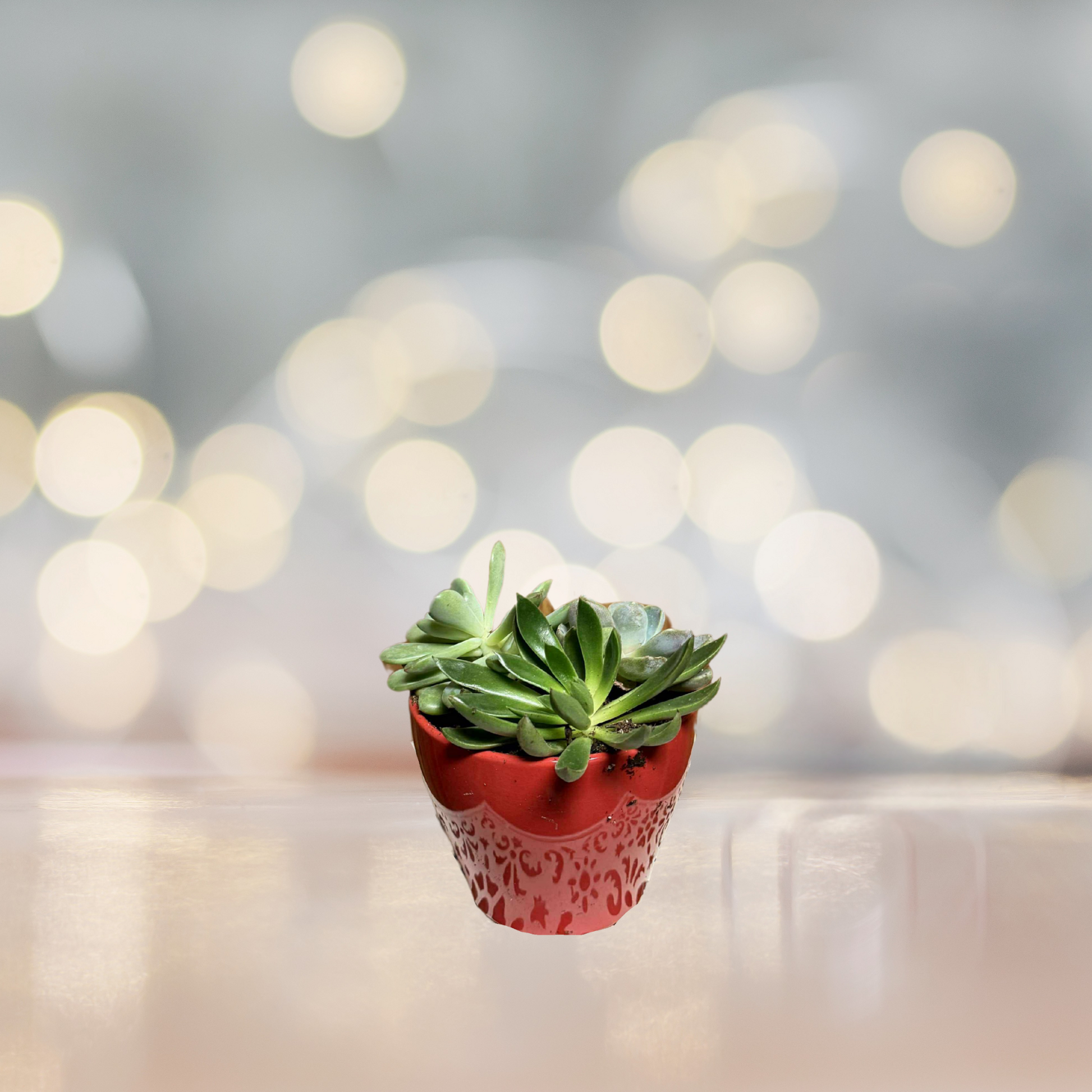 Sweet Succulent Surprise