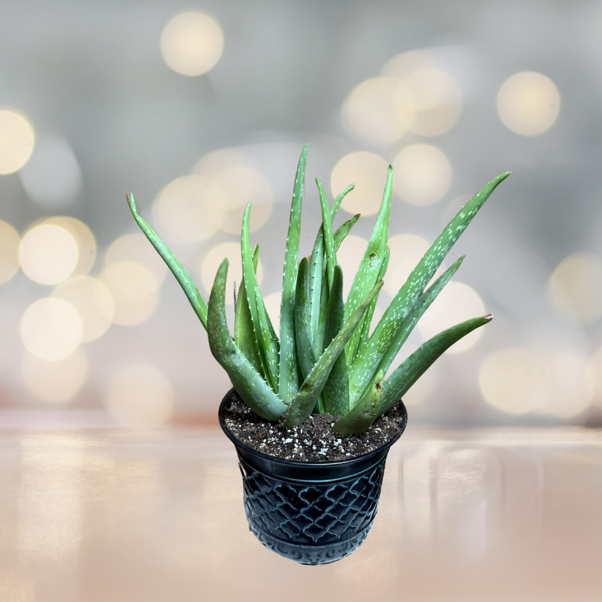 Simple Soothing Aloe