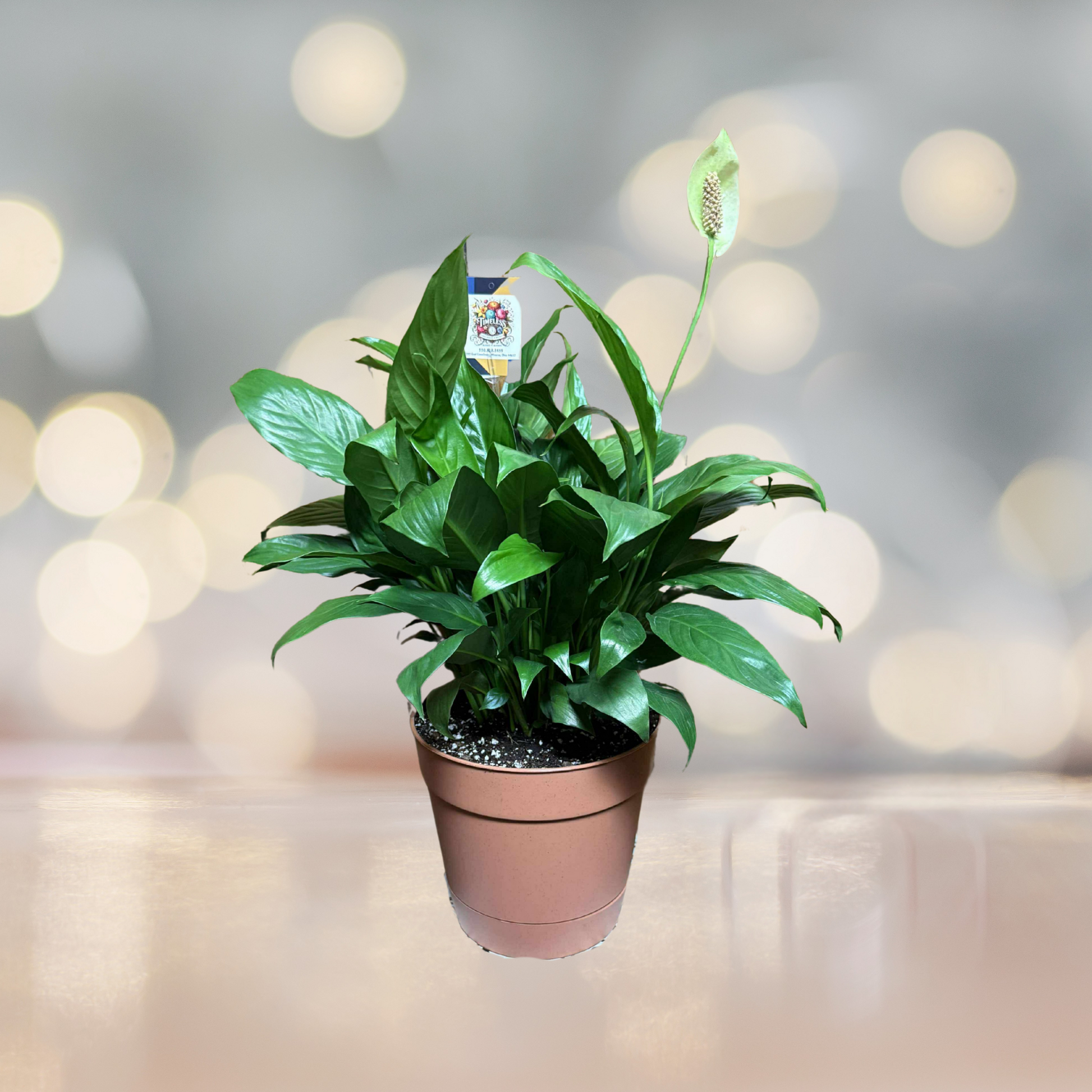 Serenity Lily Plant