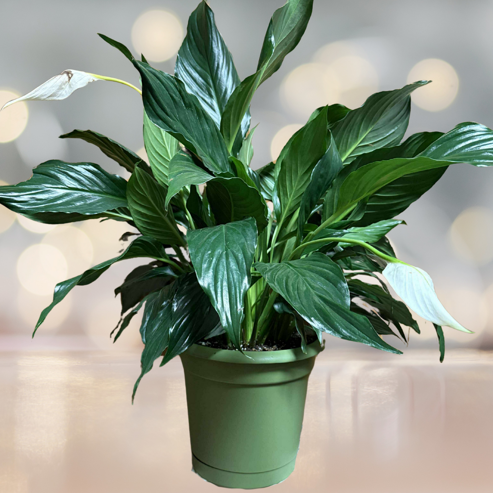 Peaceful Presence Plant