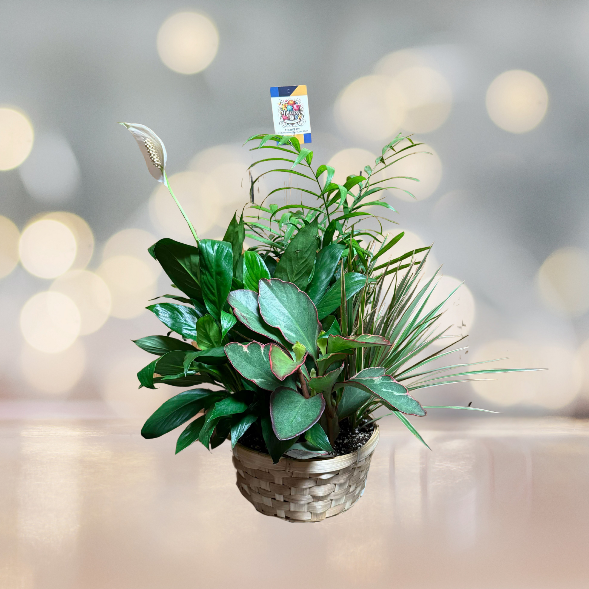 Tranquil Tropics Dish Garden